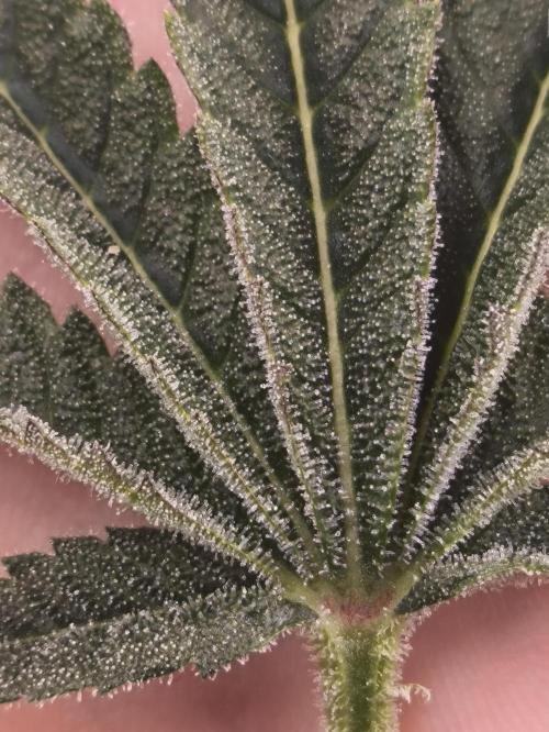 +6 STRAIN AND GO FOR CLONES. Week 14