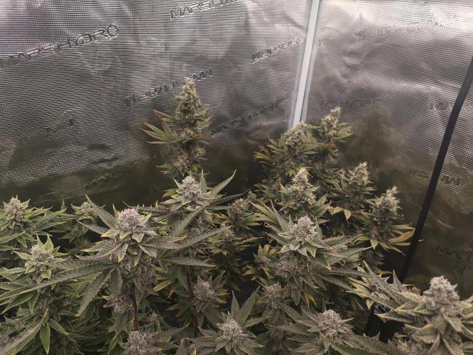 +6 STRAIN AND GO FOR CLONES. Week 16