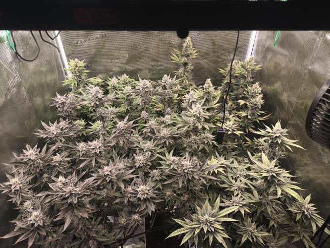 +6 STRAIN AND GO FOR CLONES. Week 16