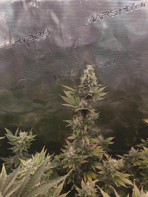 +6 STRAIN AND GO FOR CLONES. Week 16