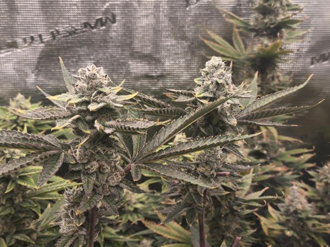 +6 STRAIN AND GO FOR CLONES. Week 16
