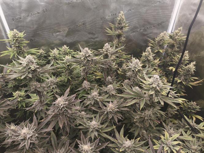 +6 STRAIN AND GO FOR CLONES. Week 16