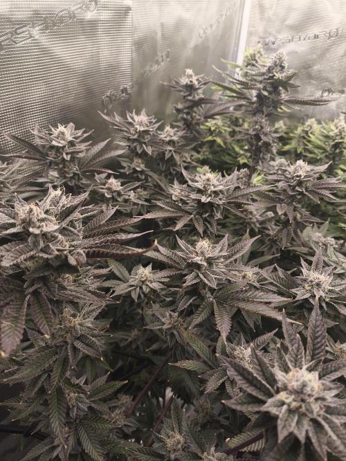 +6 STRAIN AND GO FOR CLONES. Week 16