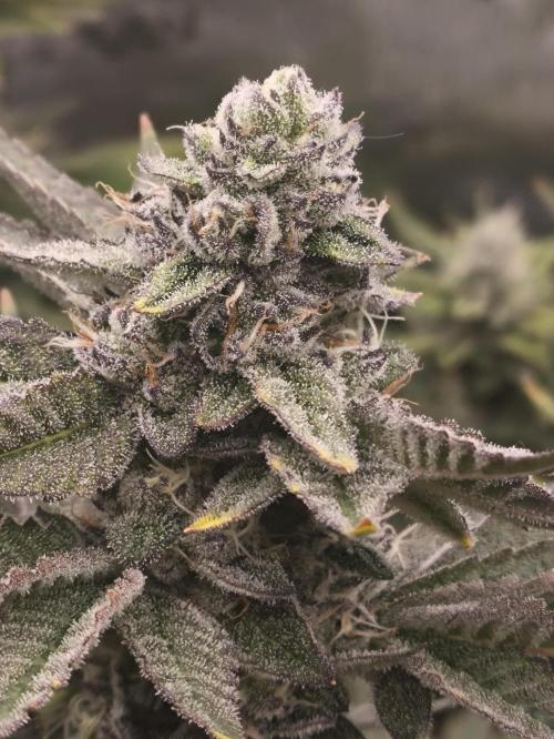 +6 STRAIN AND GO FOR CLONES. Week 16