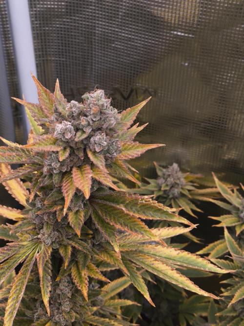 +6 STRAIN AND GO FOR CLONES. Week 19
