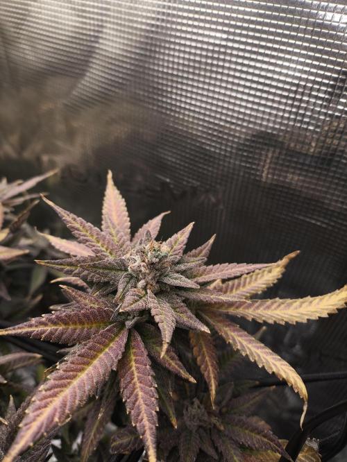 +6 STRAIN AND GO FOR CLONES. Week 19
