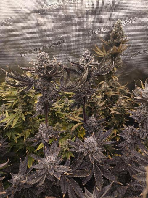 +6 STRAIN AND GO FOR CLONES. Week 19