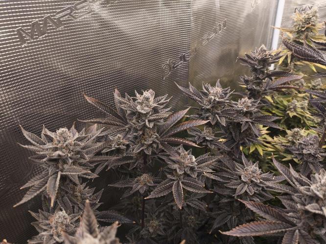 +6 STRAIN AND GO FOR CLONES. Week 19