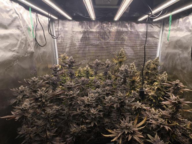 +6 STRAIN AND GO FOR CLONES. Week 19