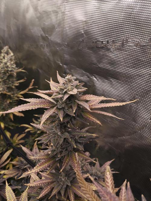 +6 STRAIN AND GO FOR CLONES. Week 20