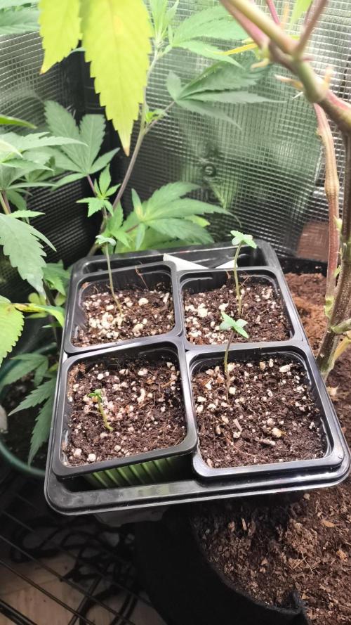 WORLD BREED + CLONE. Week 0