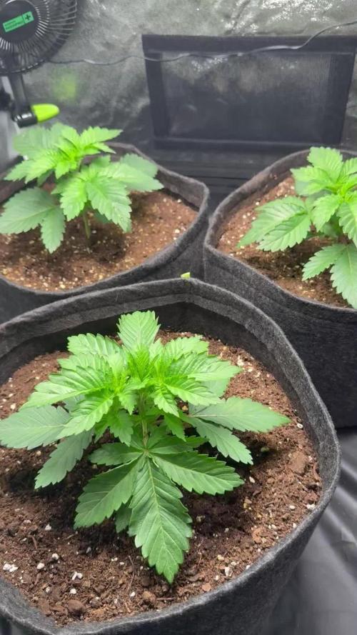 White Widow - Dutch Passion