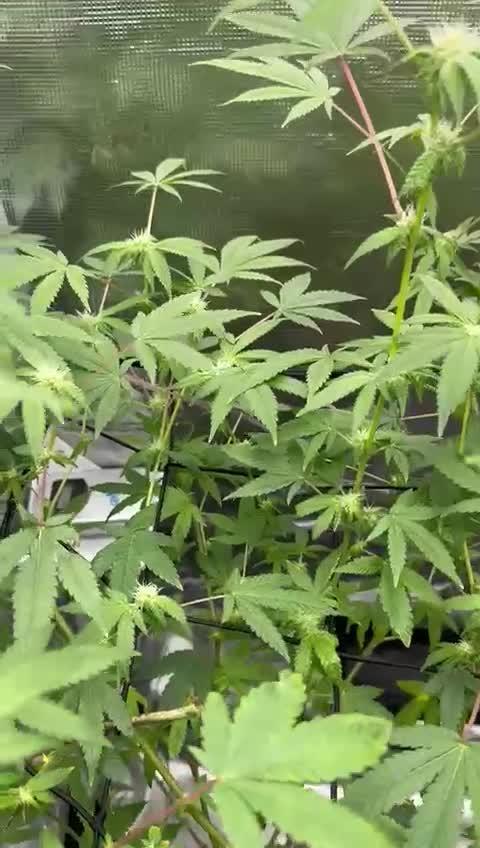First indoor flowering