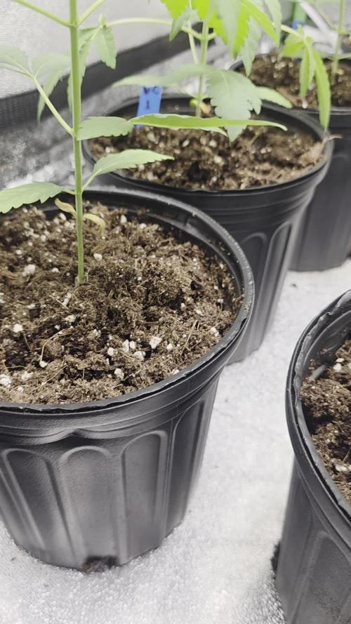 First Grow