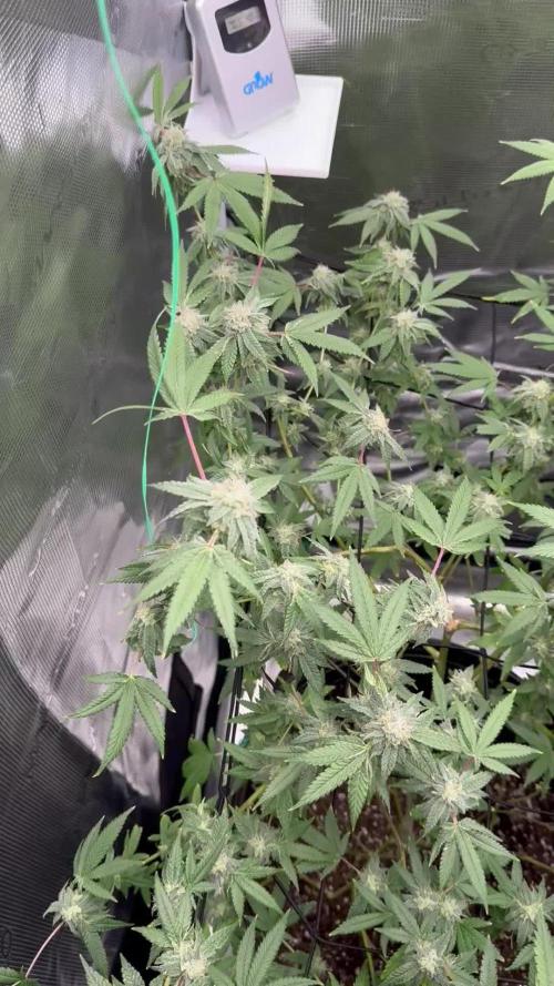 First indoor flowering