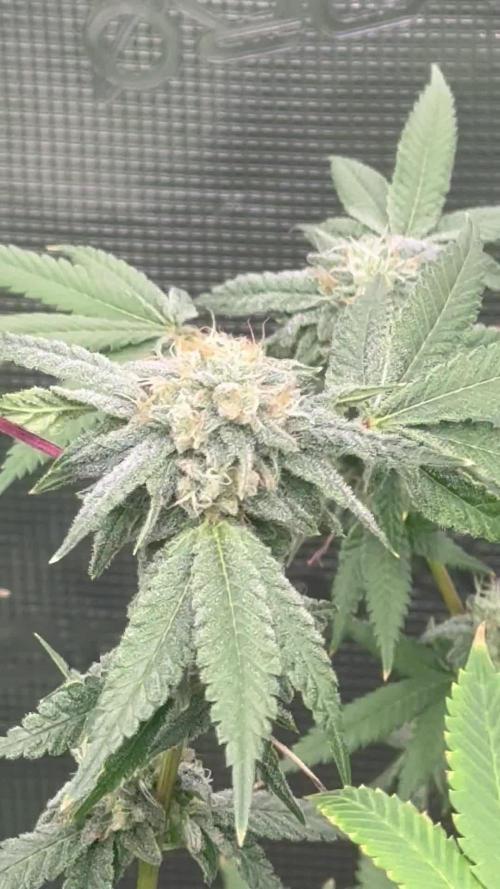 First indoor flowering