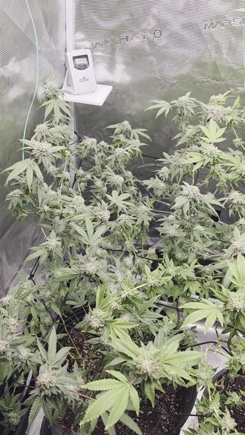 First indoor flowering