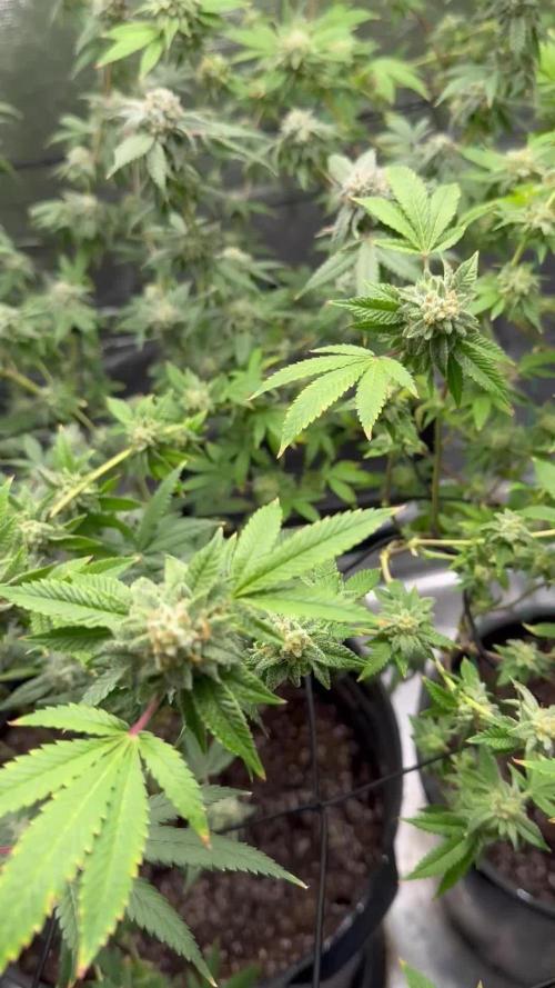 First indoor flowering