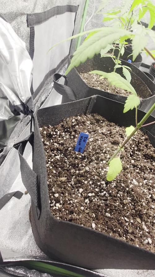 First Grow