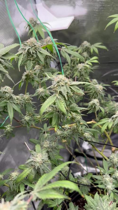 First indoor flowering