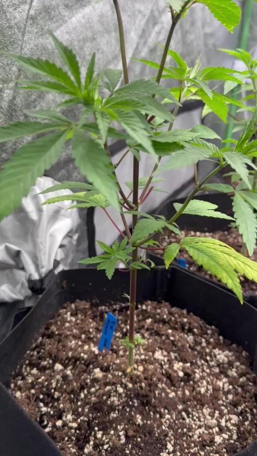 First Grow