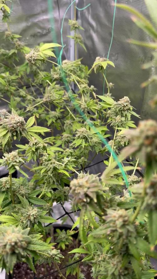 First indoor flowering