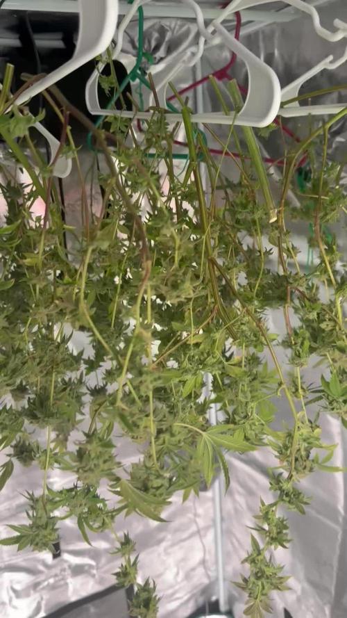 First indoor flowering