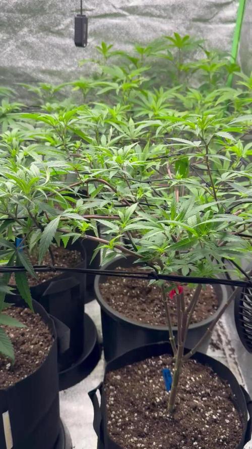 First Grow