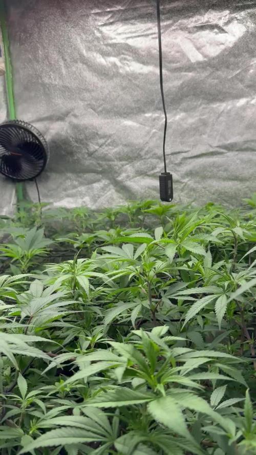 First Grow