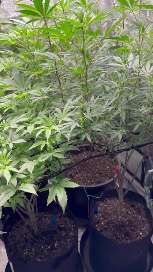First Grow
