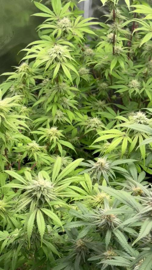 First Grow