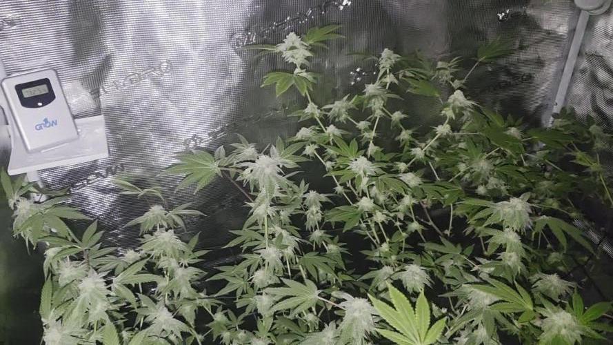 First indoor flowering