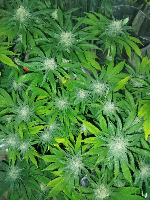 Hella Jelly Humboldt. Week 4