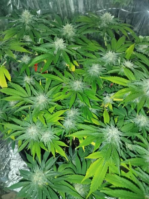 Hella Jelly Humboldt. Week 4