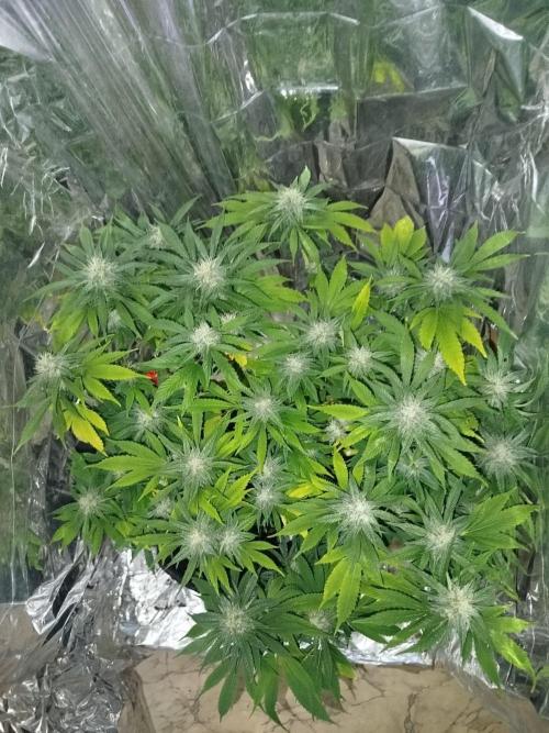 Hella Jelly Humboldt. Week 4