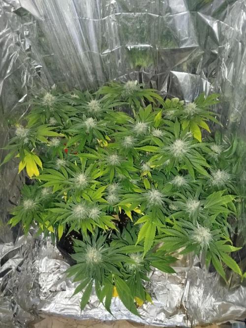 Hella Jelly. Week 4