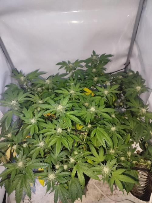 Nutter Budder Humboldt. Week 4