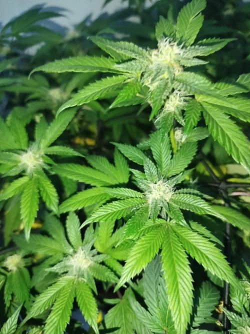 Nutter Budder Humboldt. Week 4