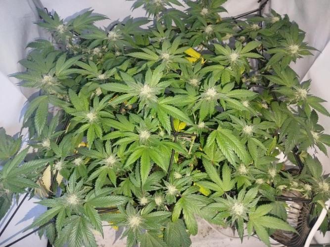 Nutter Budder Humboldt. Week 4