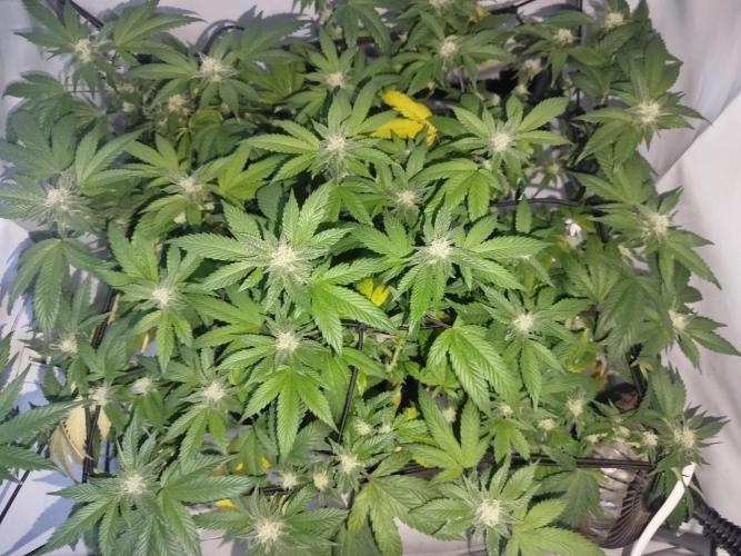 Nutter Budder Humboldt. Week 4