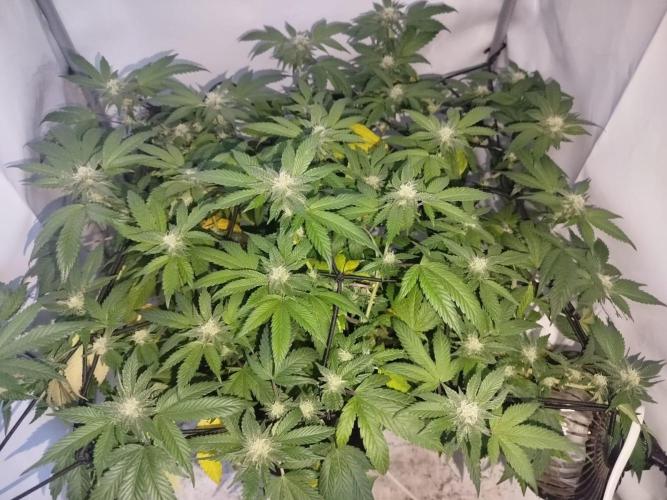 Lightmix. Week 4