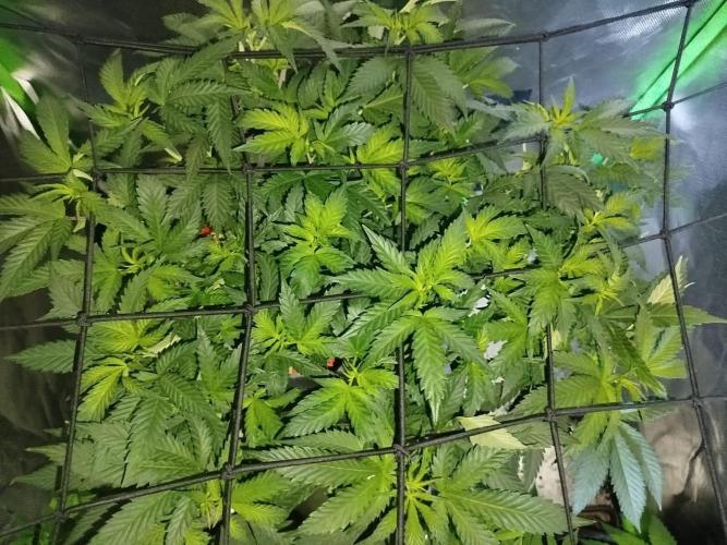 California Octane Triploid. Week 1