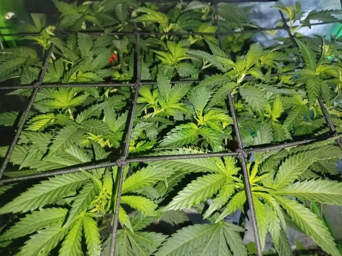 California Octane Triploid. Week 1