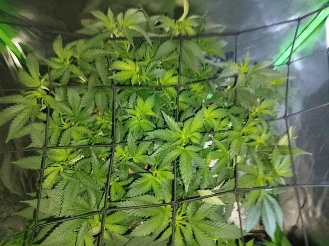 California Octane Triploid. Week 1