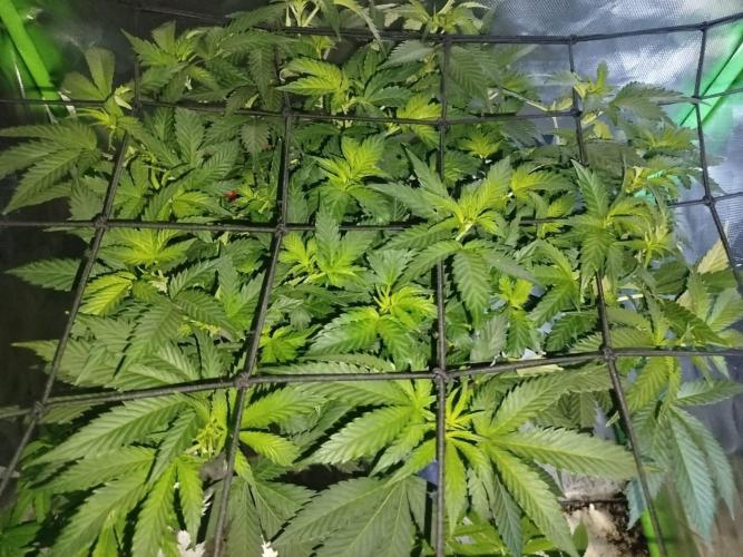 Lightmix. Week 1