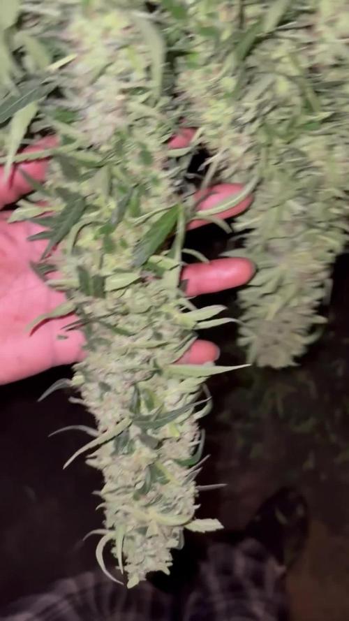 My 1st Grow