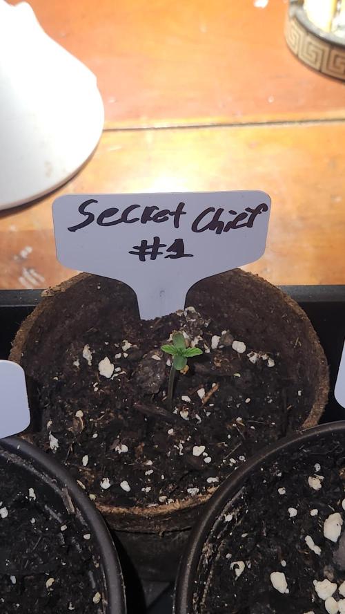 Outdoor Pheno Hunt 2026. Week 0 - 1st day of seedling 5/3