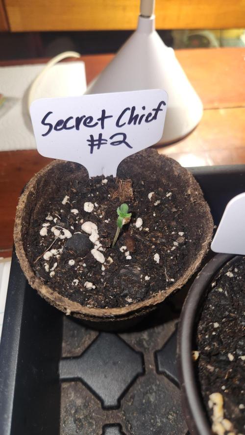 Outdoor Pheno Hunt 2026. Week 0 - 1st day of seedling 5/3