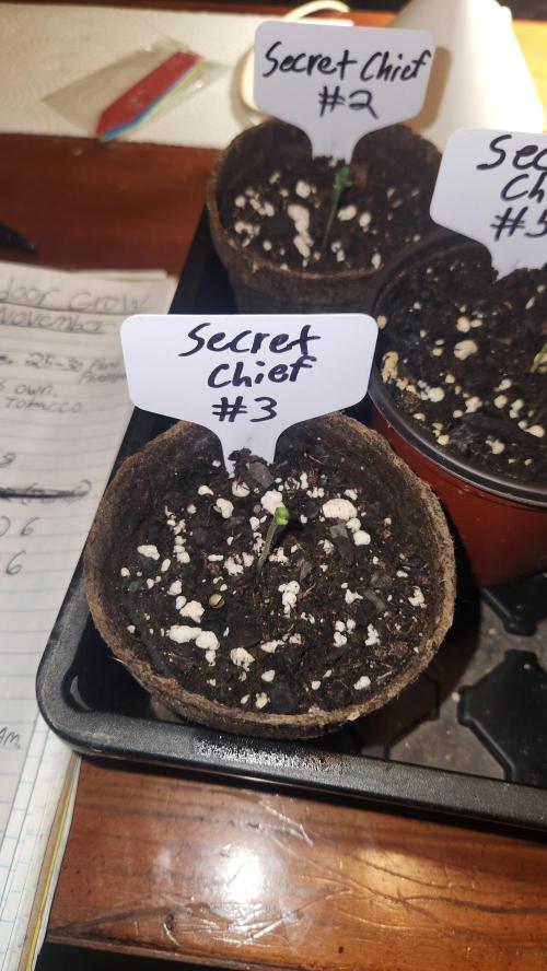 Outdoor Pheno Hunt 2026. Week 0 - 1st day of seedling 5/3