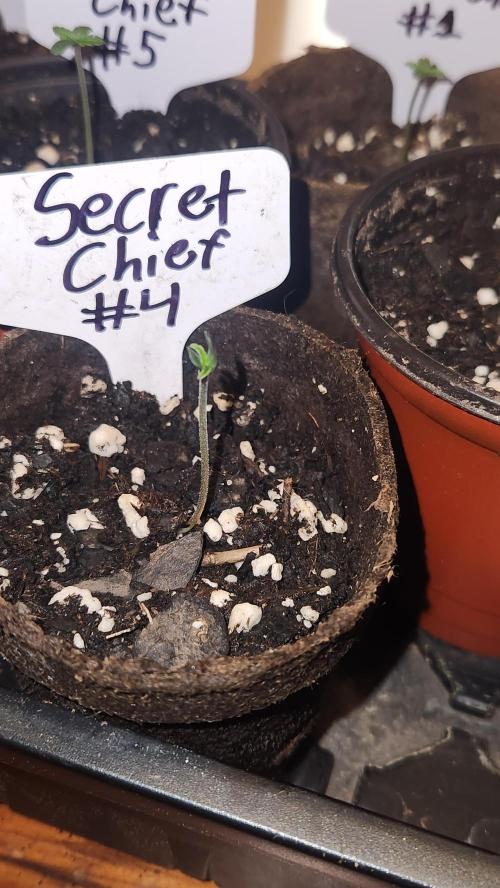 Outdoor Pheno Hunt 2026. Week 0 - 1st day of seedling 5/3